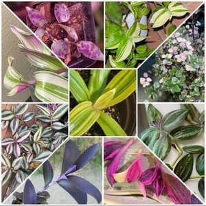 Tradescantia mystery plant bundle 10+ cuttings- wide variety including rare